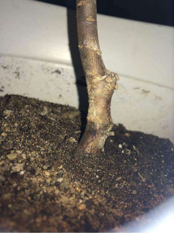 瑞香盆栽叶子都耷拉了 怎么办 图片