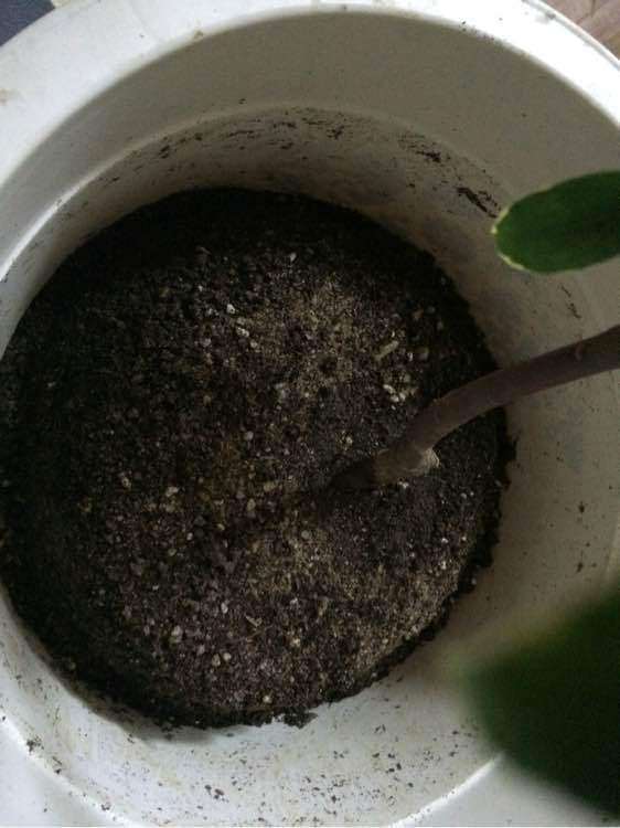 瑞香盆栽叶子都耷拉了 怎么办 图片