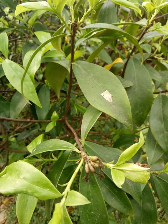 金边瑞香下山桩要多久发根 新叶没枯