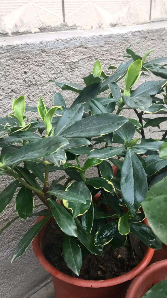 瑞香盆栽上盆后 下两次雨 怎么办 图片