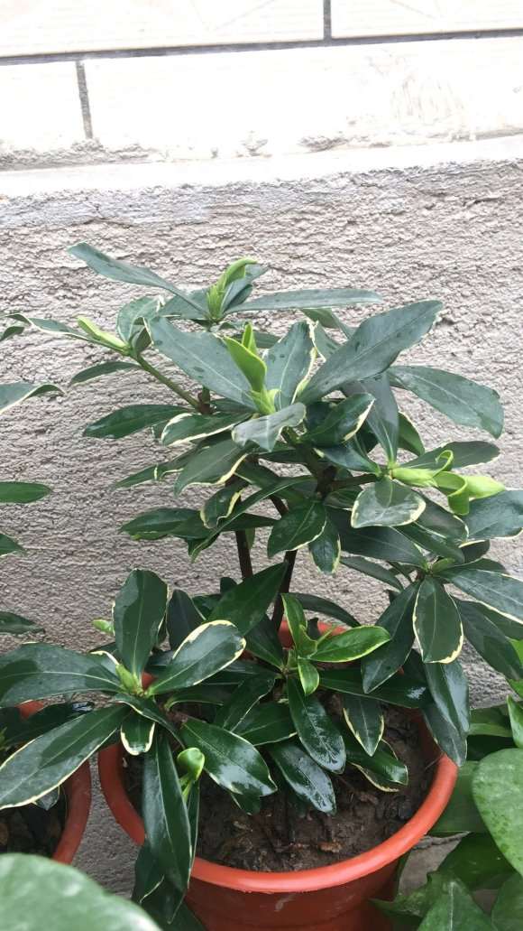 瑞香盆栽上盆后 下两次雨 怎么办 图片