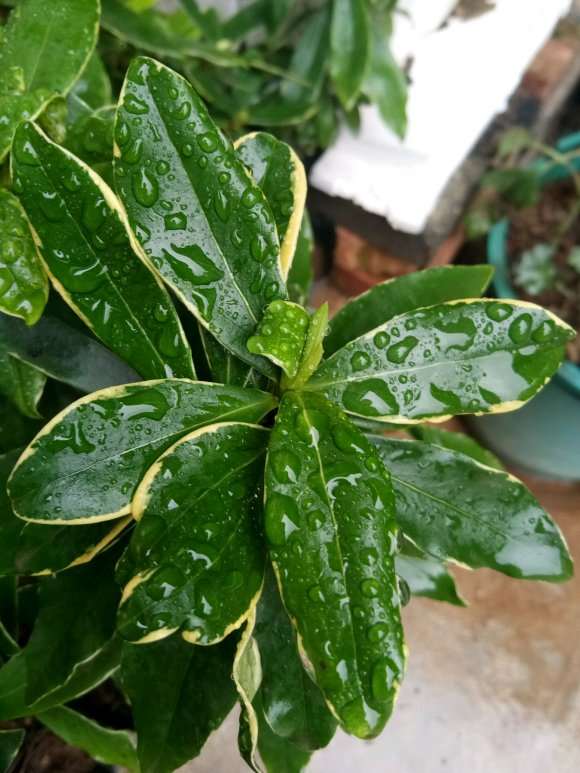 金边瑞香盆栽怎么批发零售 多少钱