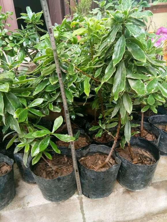 金边瑞香盆栽怎么批发零售 多少钱