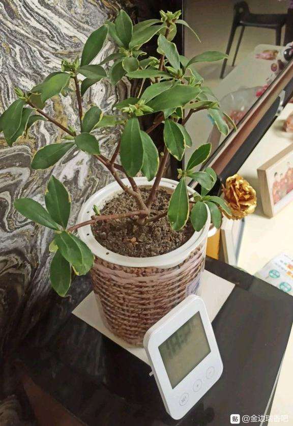 瑞香盆栽几天浇一次水 最好 图片