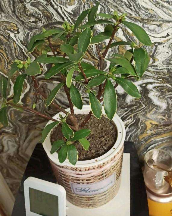 瑞香盆栽几天浇一次水 最好 图片