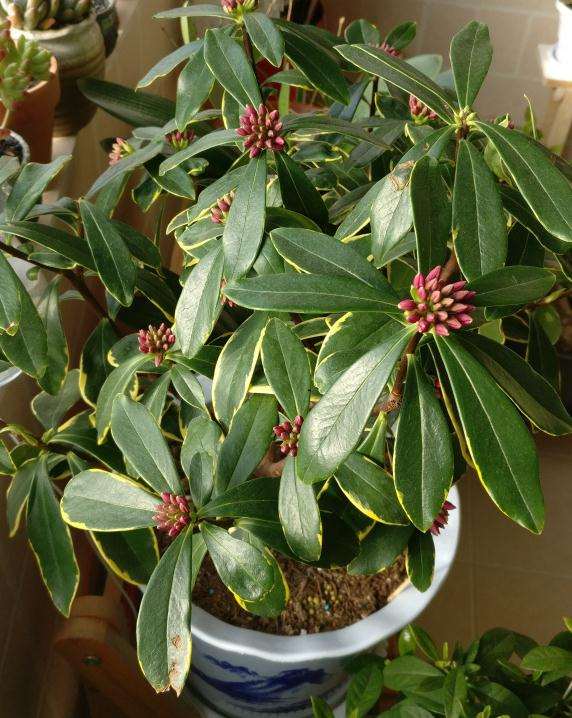 山东 室内有暖气 瑞香盆栽花蕾脱落 图片