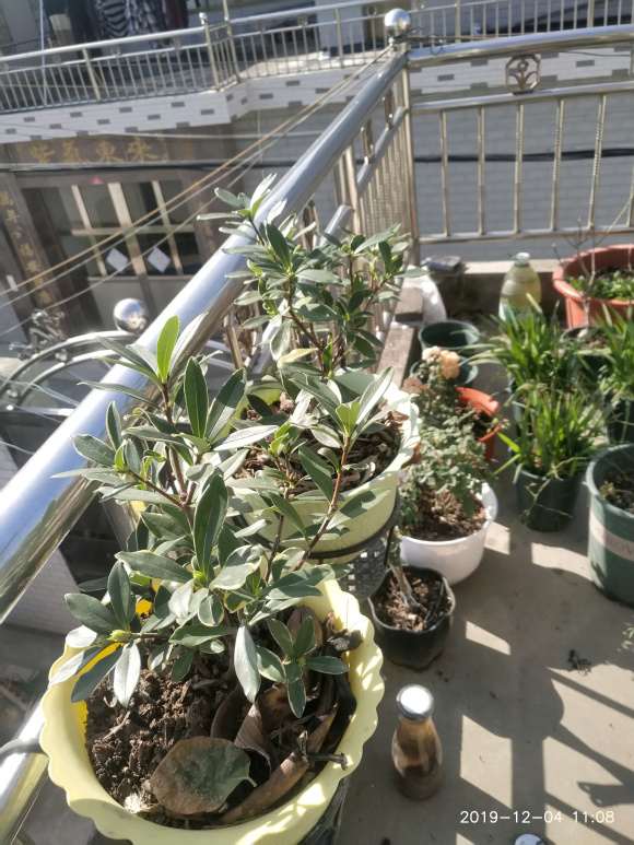 不是说瑞香盆栽喜阴么 为什么 图片