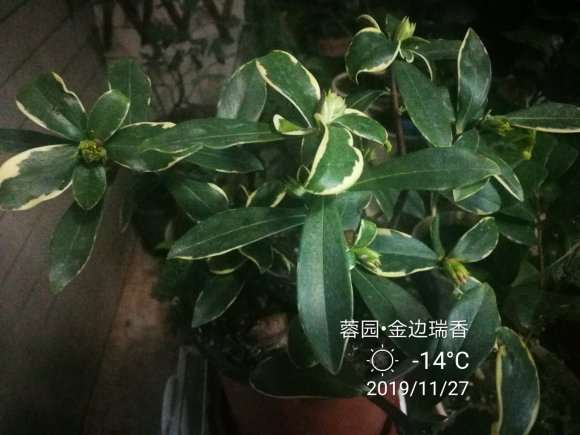 瑞香盆栽有花苞了 真挺开心 图片