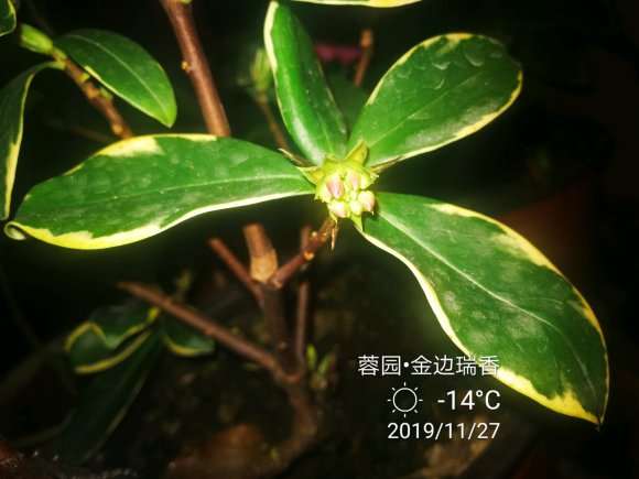 瑞香盆栽有花苞了 真挺开心 图片