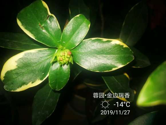 瑞香盆栽有花苞了 真挺开心 图片