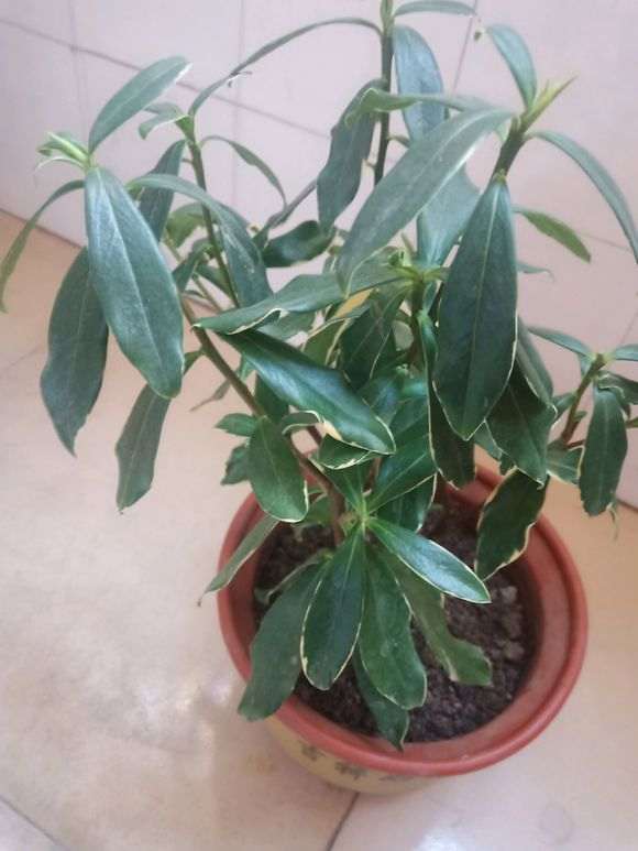 瑞香盆栽的叶子要修掉么 怎么办 图片