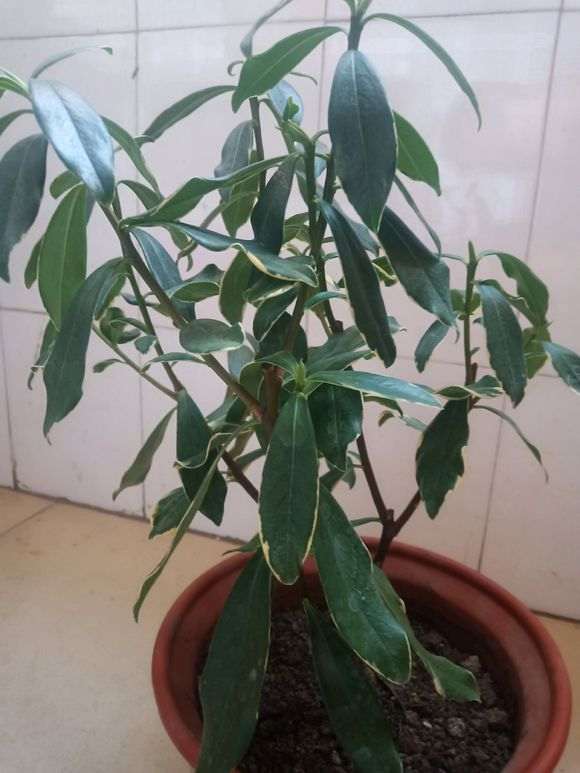 瑞香盆栽的叶子要修掉么 怎么办 图片