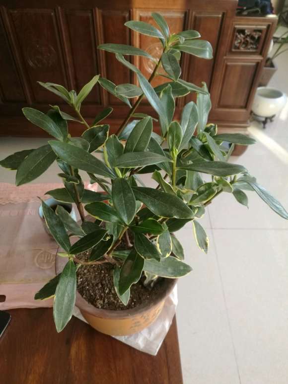 为什么瑞香盆栽干透 再浇定根水 图片