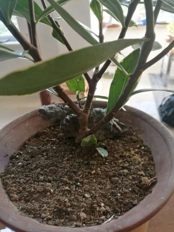 为什么瑞香盆栽干透 再浇定根水 图片