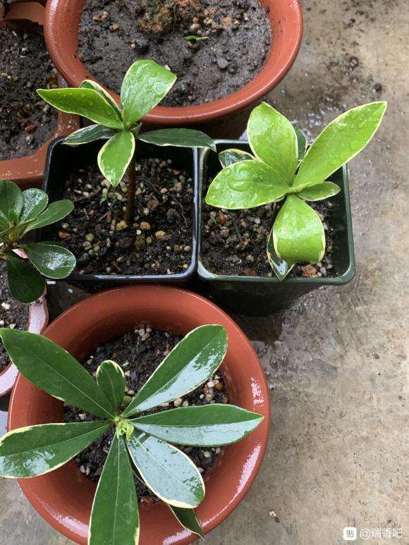 瑞香盆栽花后修剪扦插 没想到活了 图片