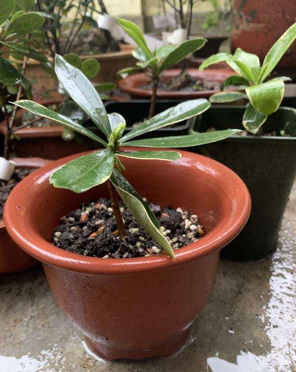 瑞香盆栽花后修剪扦插 没想到活了 图片