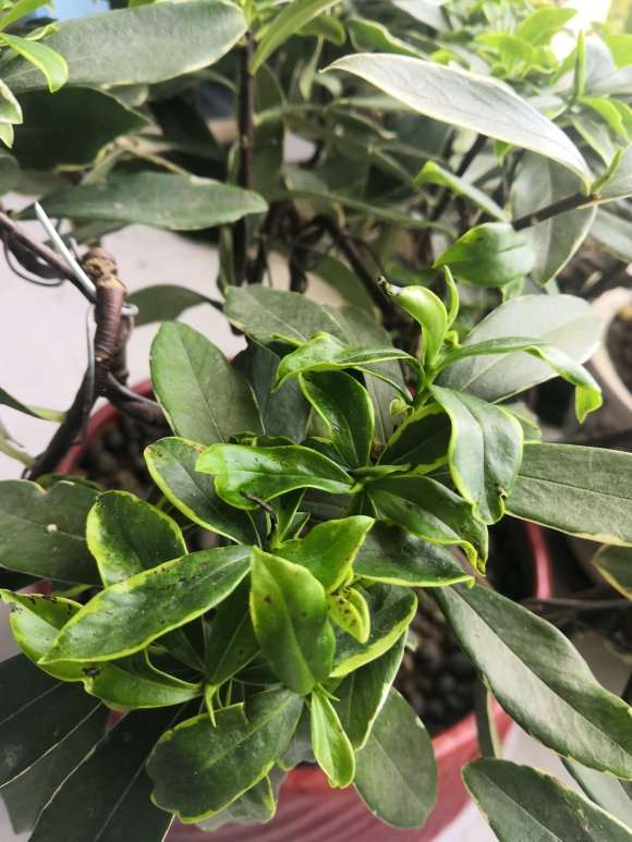 为什么瑞香盆栽叶子有黑斑点 图片