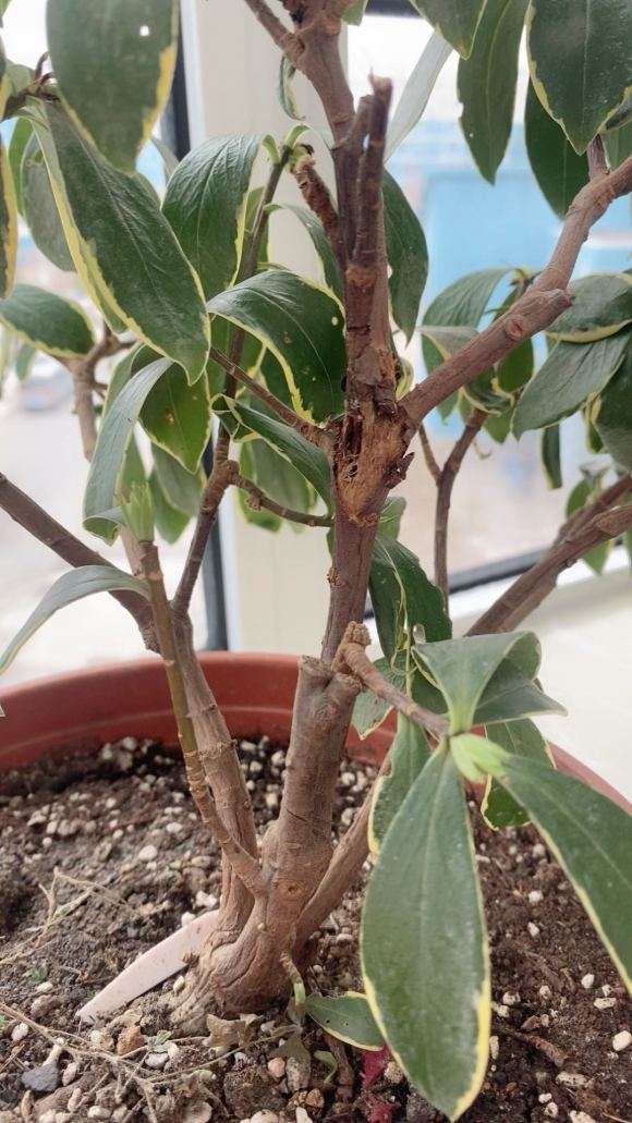 瑞香盆栽估计烂根了 翻盆看看 图片