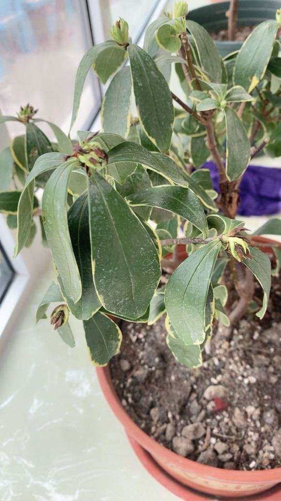 瑞香盆栽估计烂根了 翻盆看看 图片