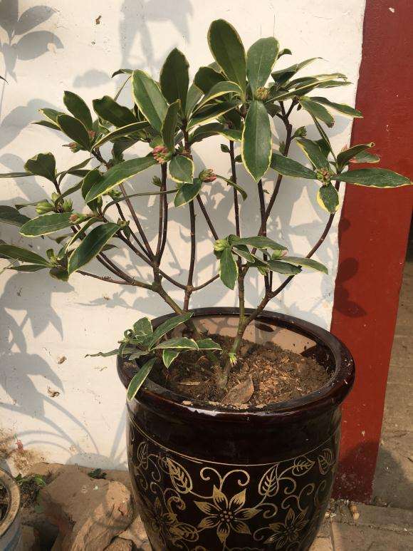 冬天瑞香盆栽怎么浇水的方法 图片