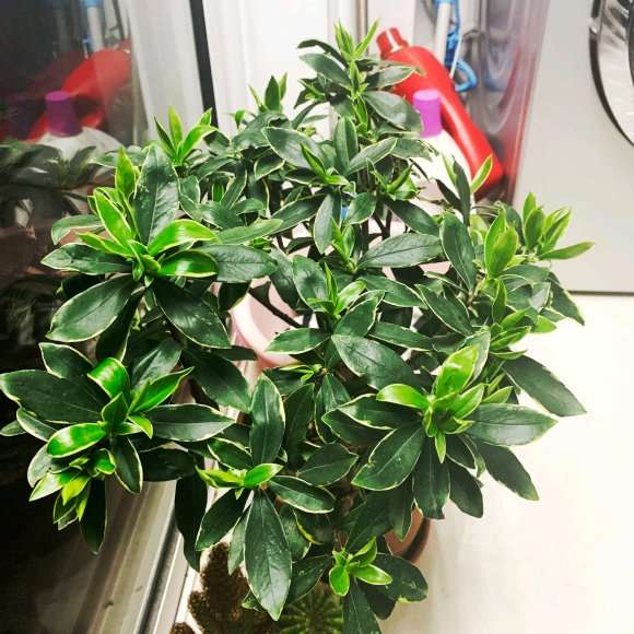 瑞香盆栽1周浇水1次 盆底渗水为透 图片