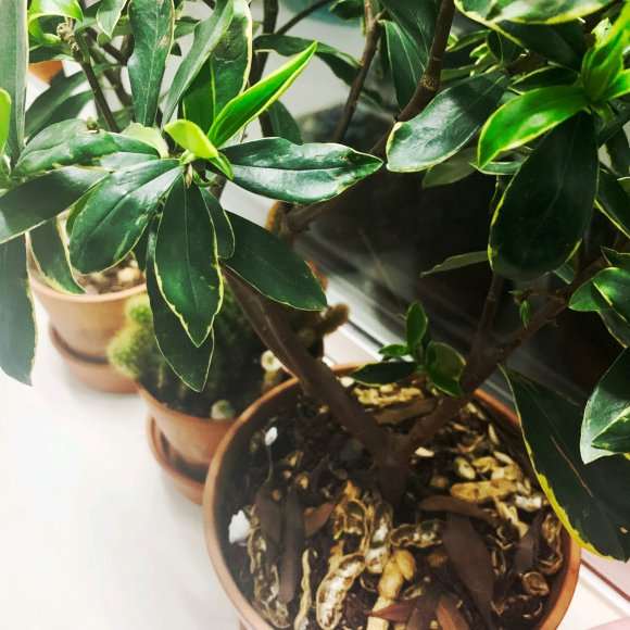 瑞香盆栽1周浇水1次 盆底渗水为透 图片