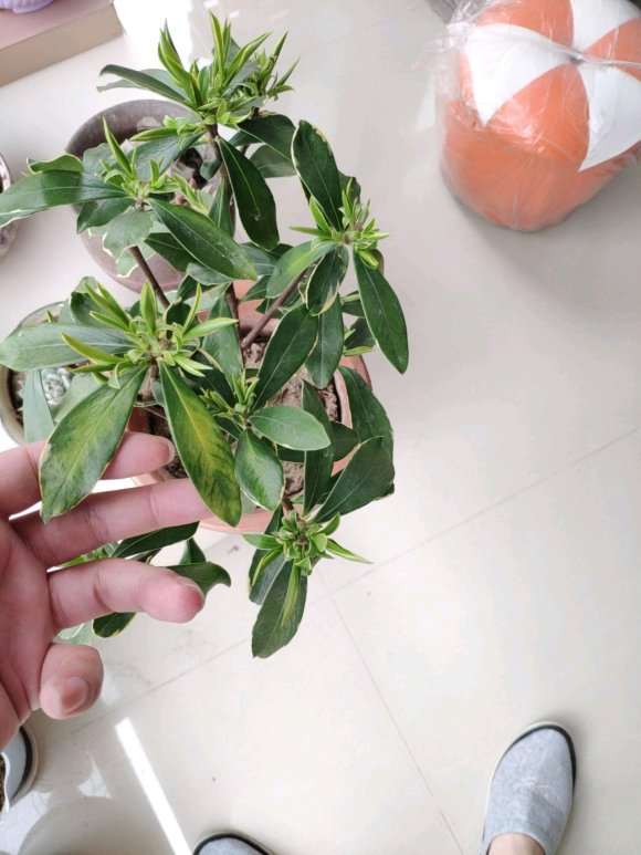 瑞香盆栽1周浇水1次 盆底渗水为透 图片