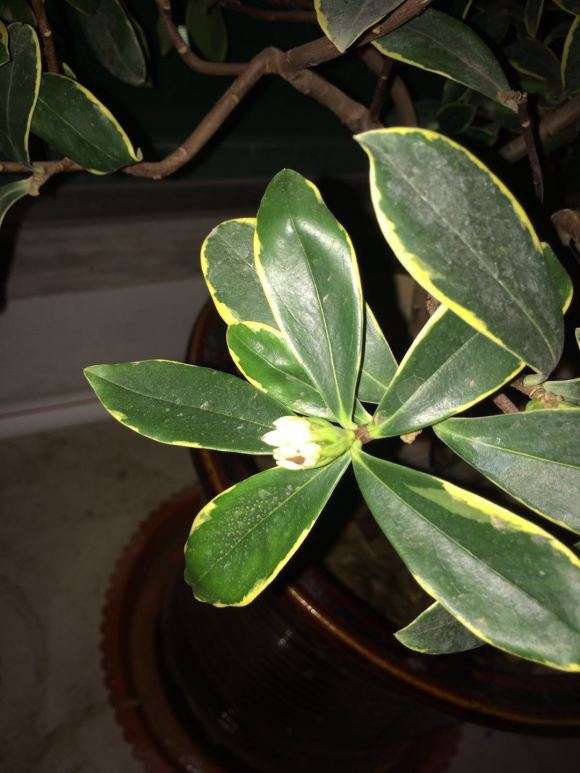 瑞香盆栽花骨朵黑了 怎么办 图片