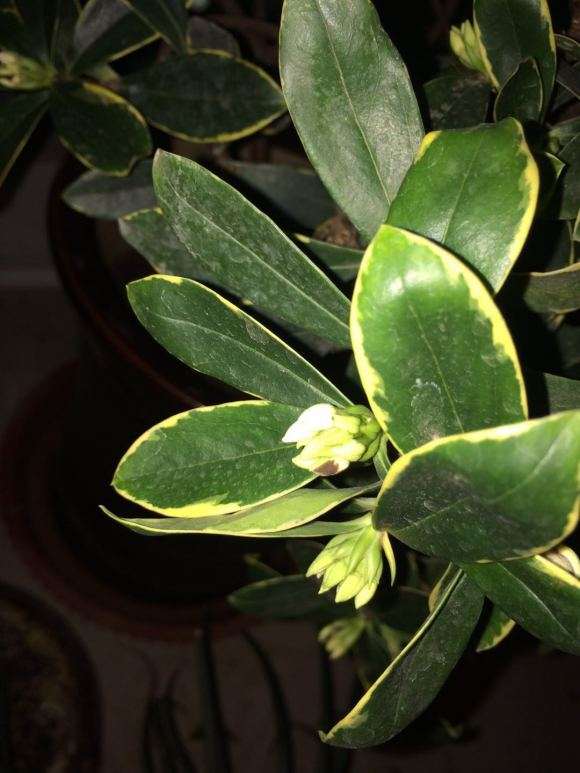 瑞香盆栽花骨朵黑了 怎么办 图片