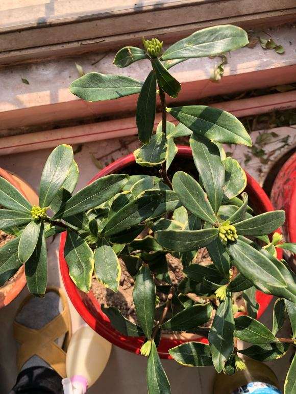 瑞香盆栽花骨朵不红呢 怎么办 图片