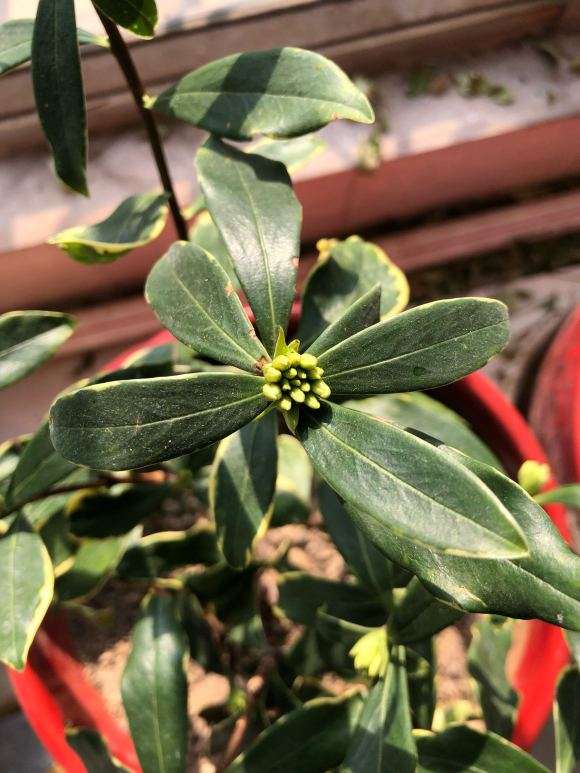 瑞香盆栽花骨朵不红呢 怎么办 图片