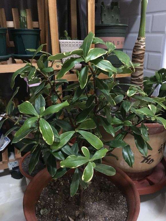 为什么瑞香盆栽叶片都是卷起来的 图片