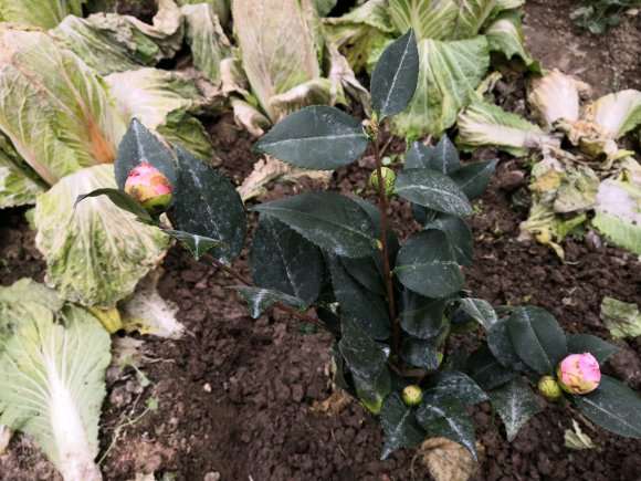 为什么瑞香地栽还不如盆栽 图片