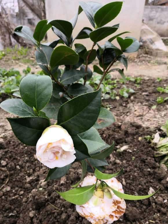 为什么瑞香地栽还不如盆栽 图片