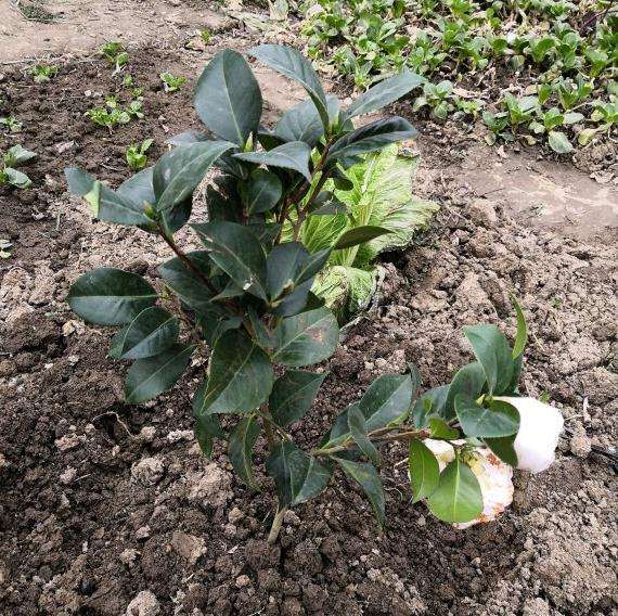 为什么瑞香地栽还不如盆栽 图片