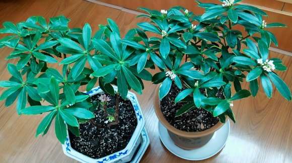 甘肃瑞香盆栽施什么肥 最好 复合肥