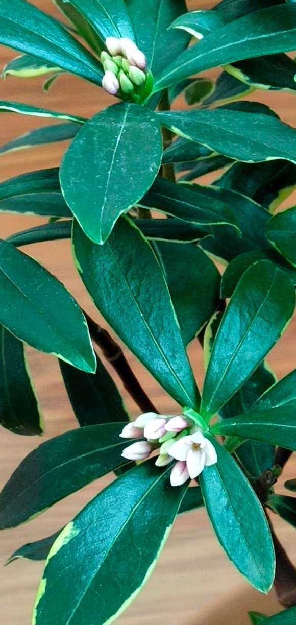 甘肃瑞香盆栽施什么肥 最好 复合肥