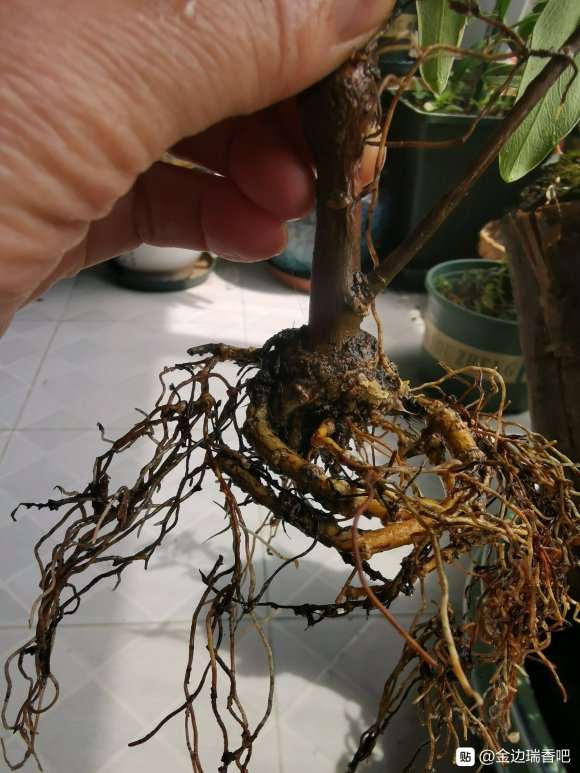 瑞香盆栽用纯沙土 能活吗 图片