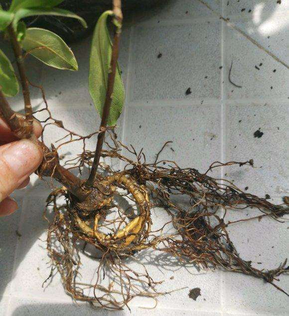 瑞香盆栽用纯沙土 能活吗 图片