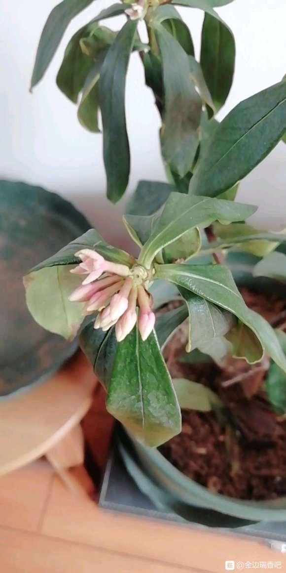 为什么瑞香盆栽半个月浇一次水 图片