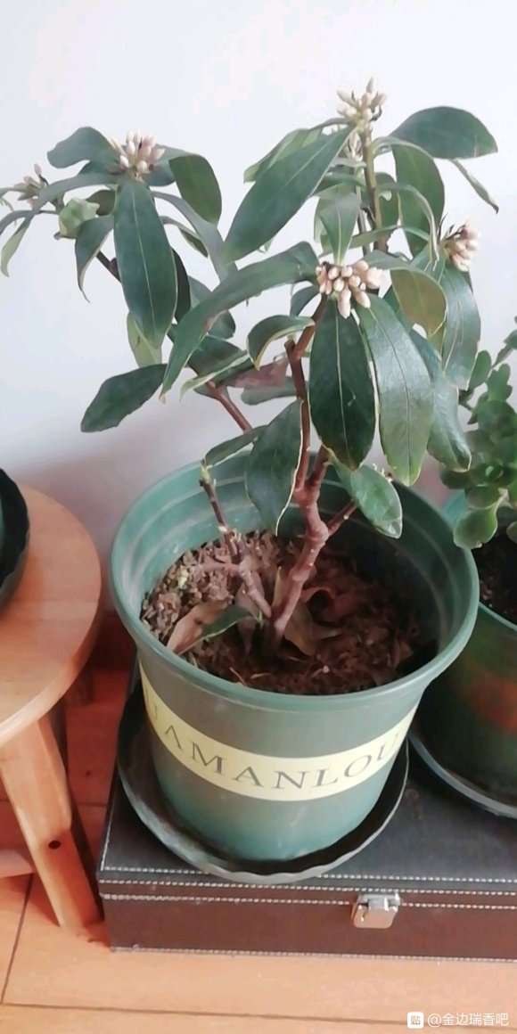 为什么瑞香盆栽半个月浇一次水 图片