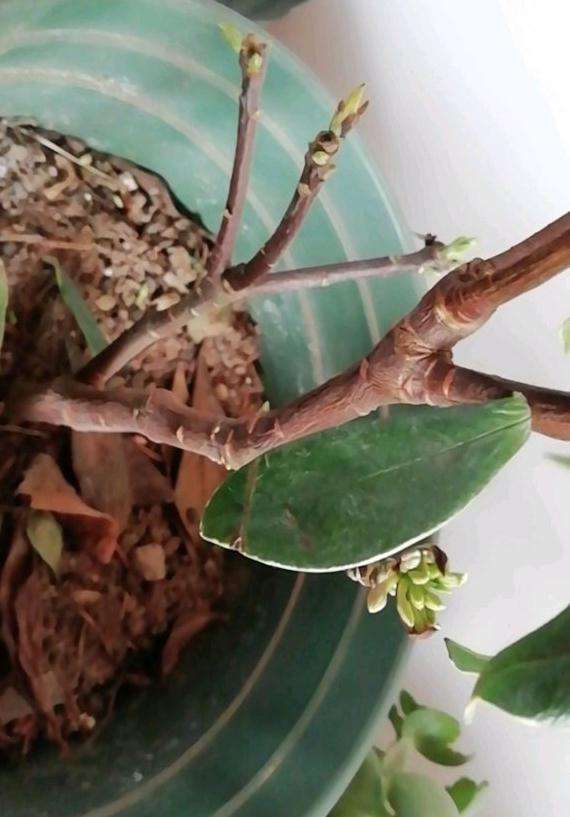 为什么瑞香盆栽半个月浇一次水 图片