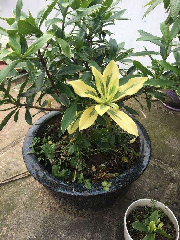 瑞香盆栽的枝头是什么情况 图片