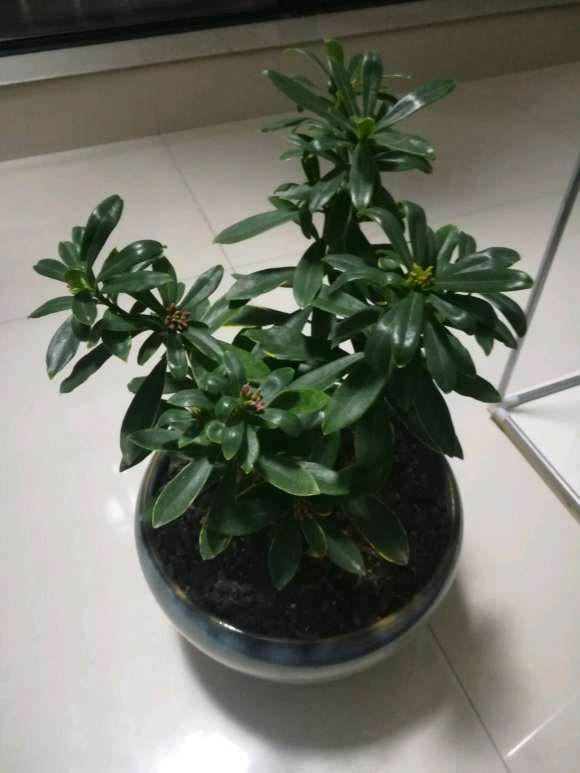 为什么瑞香盆栽花苞是白色的 图片