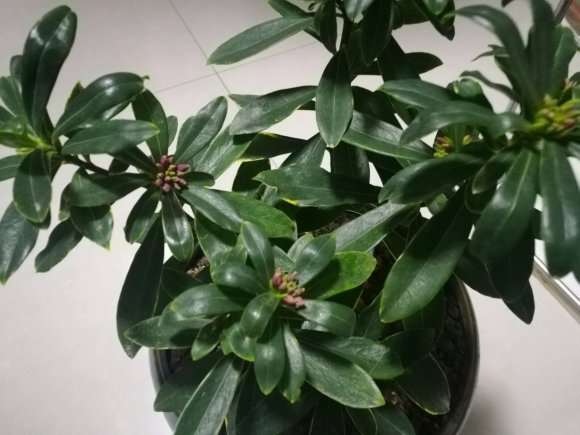 为什么瑞香盆栽花苞是白色的 图片