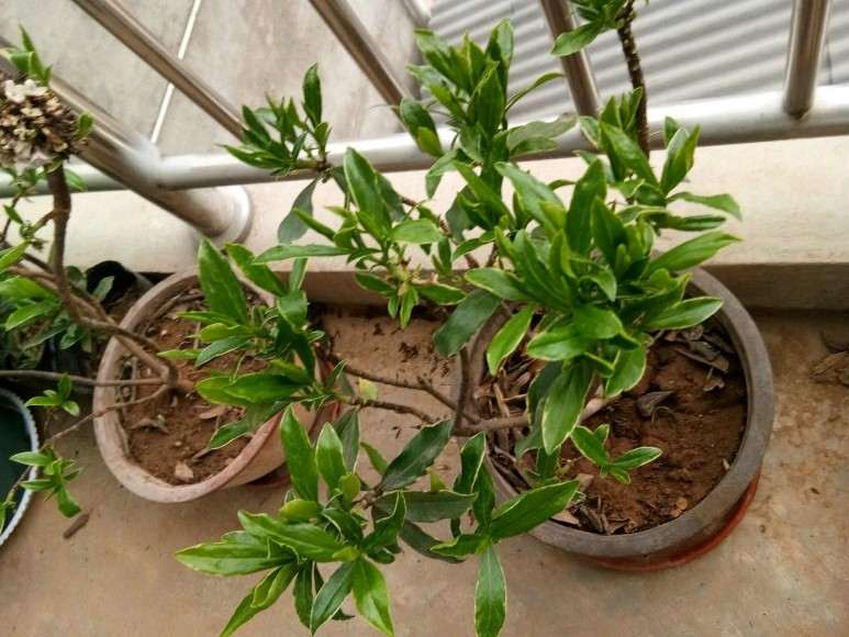 养瑞香盆栽平时注意些什么 图片