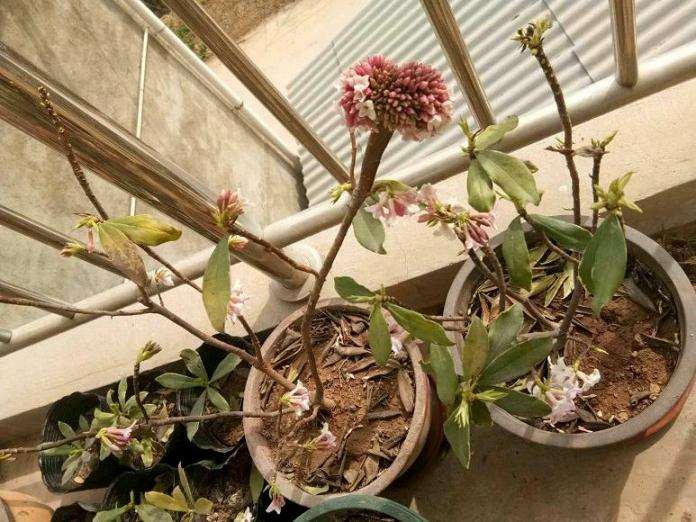 养瑞香盆栽平时注意些什么 图片