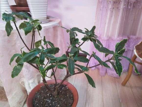 瑞香盆栽叶子 蔫头耷耳 怎么样 图片