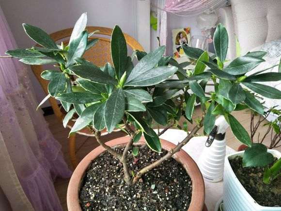 瑞香盆栽叶子 蔫头耷耳 怎么样 图片