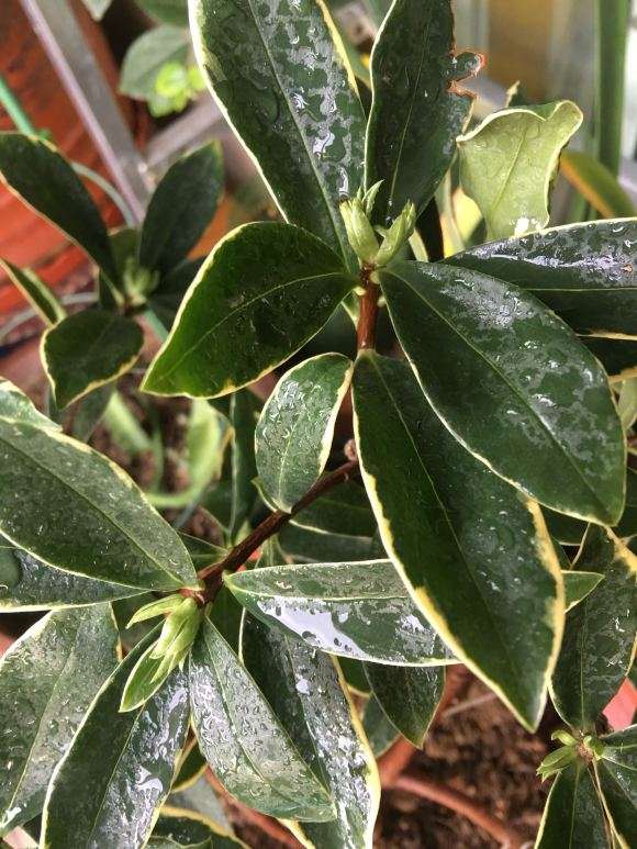 瑞香盆栽新叶几个月了不见长大 怎么办